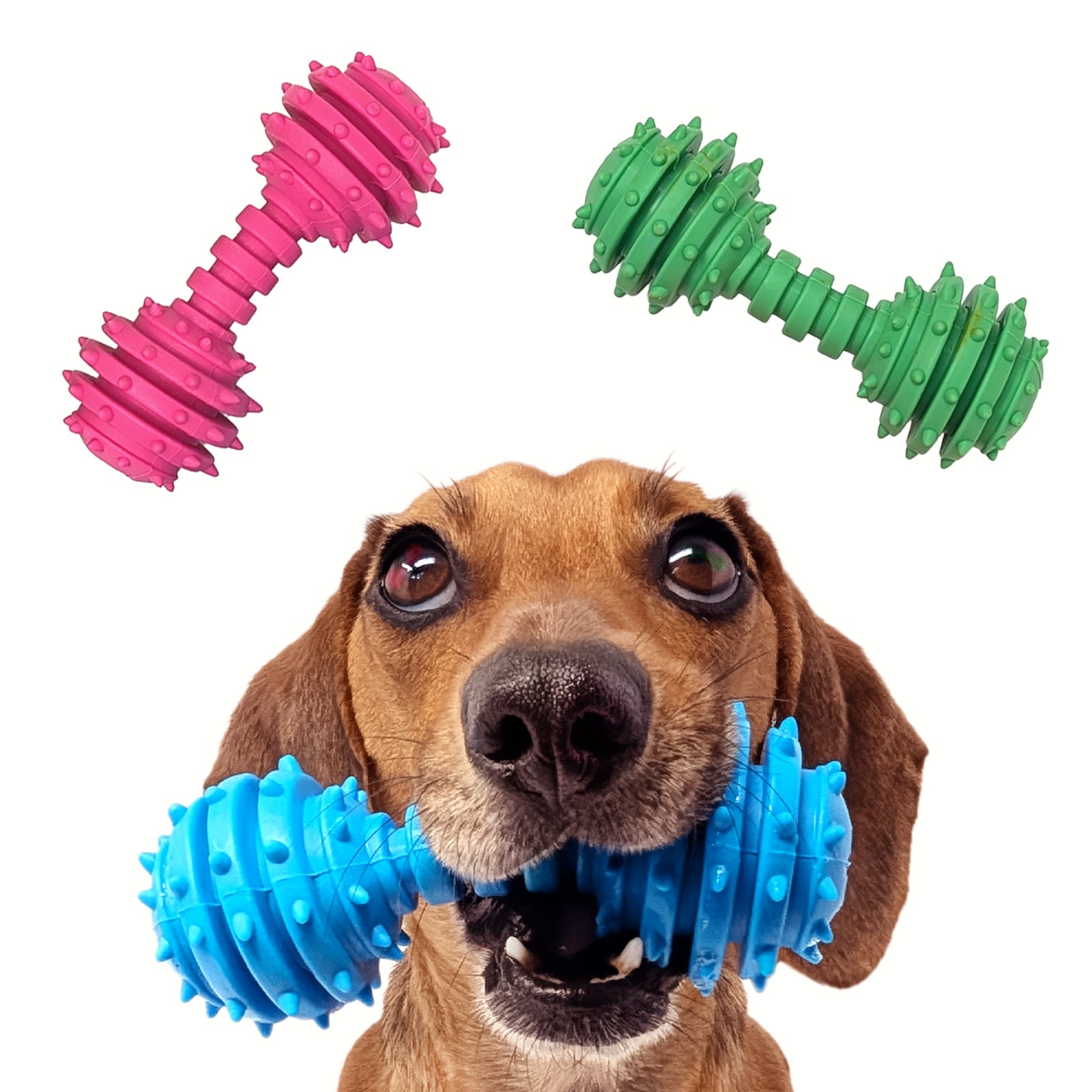 Clif the Dachshund holding barbell dog toy in his mouth
